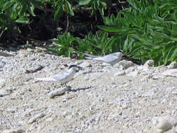 Image of Black-naped Tern