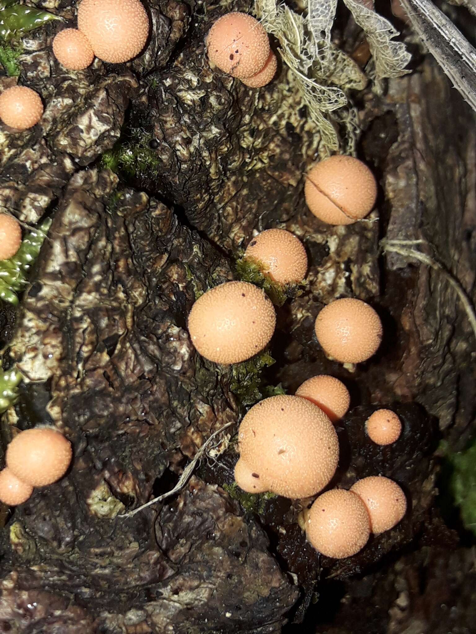 Image of Lycogala epidendrum