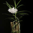 Image de Vanda christensoniana (Haager) L. M. Gardiner