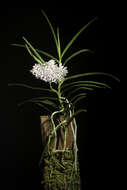 Image of Vanda christensoniana (Haager) L. M. Gardiner