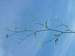 Image of Japanese hedge-parsley