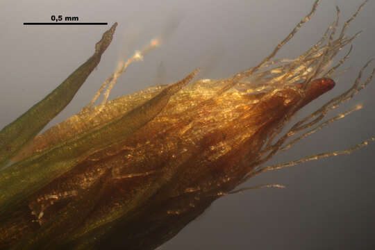 Image of orthotrichum moss