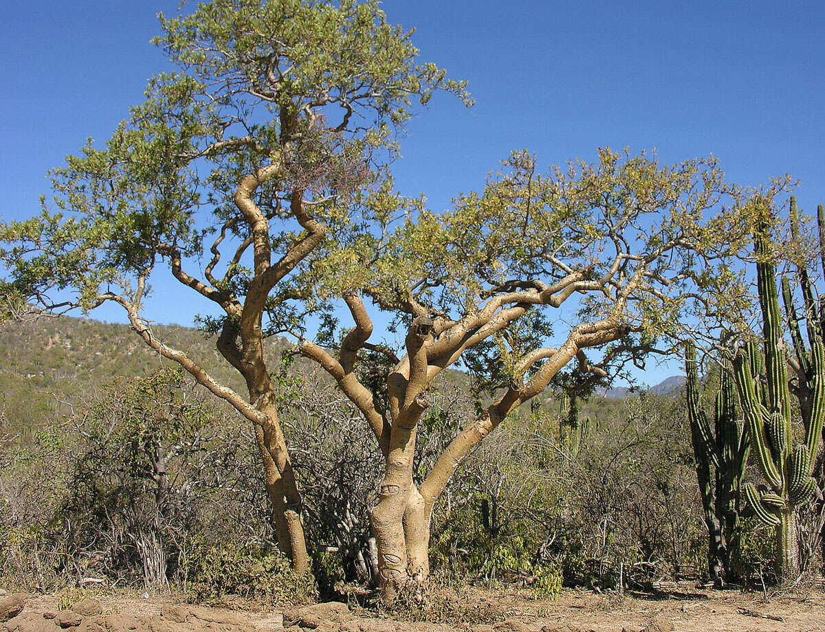 Image of elephant tree