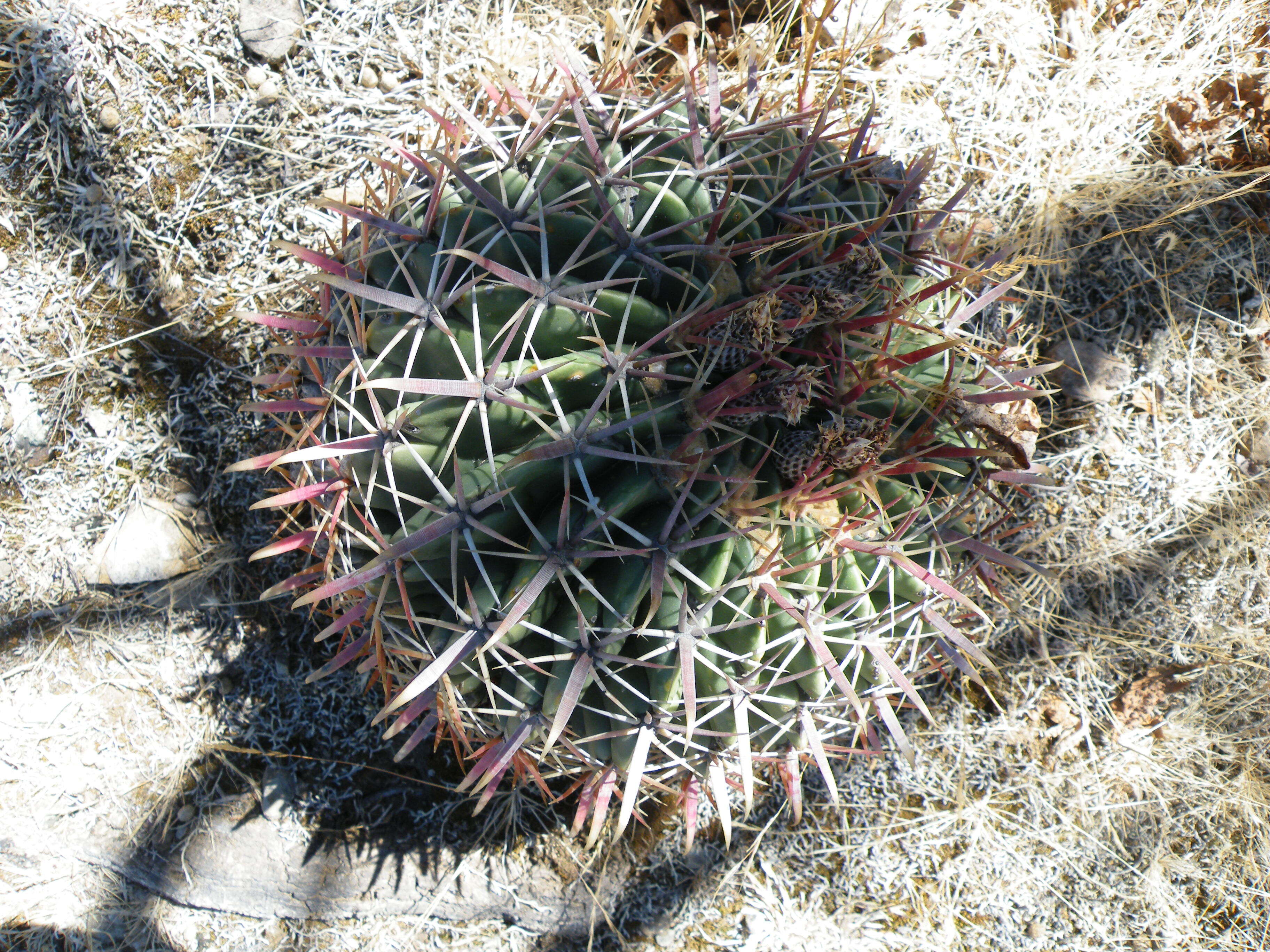 Image of Ferocactus latispinus (Haw.) Britton & Rose