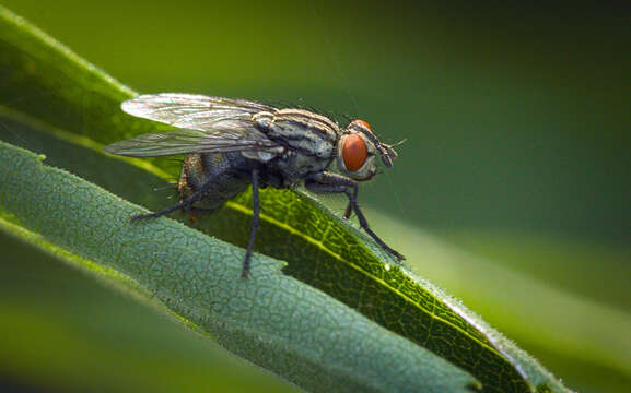 صورة Sarcophaga carnaria (Linnaeus 1758)