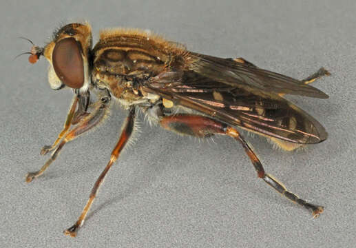 Image of Anasimyia contracta