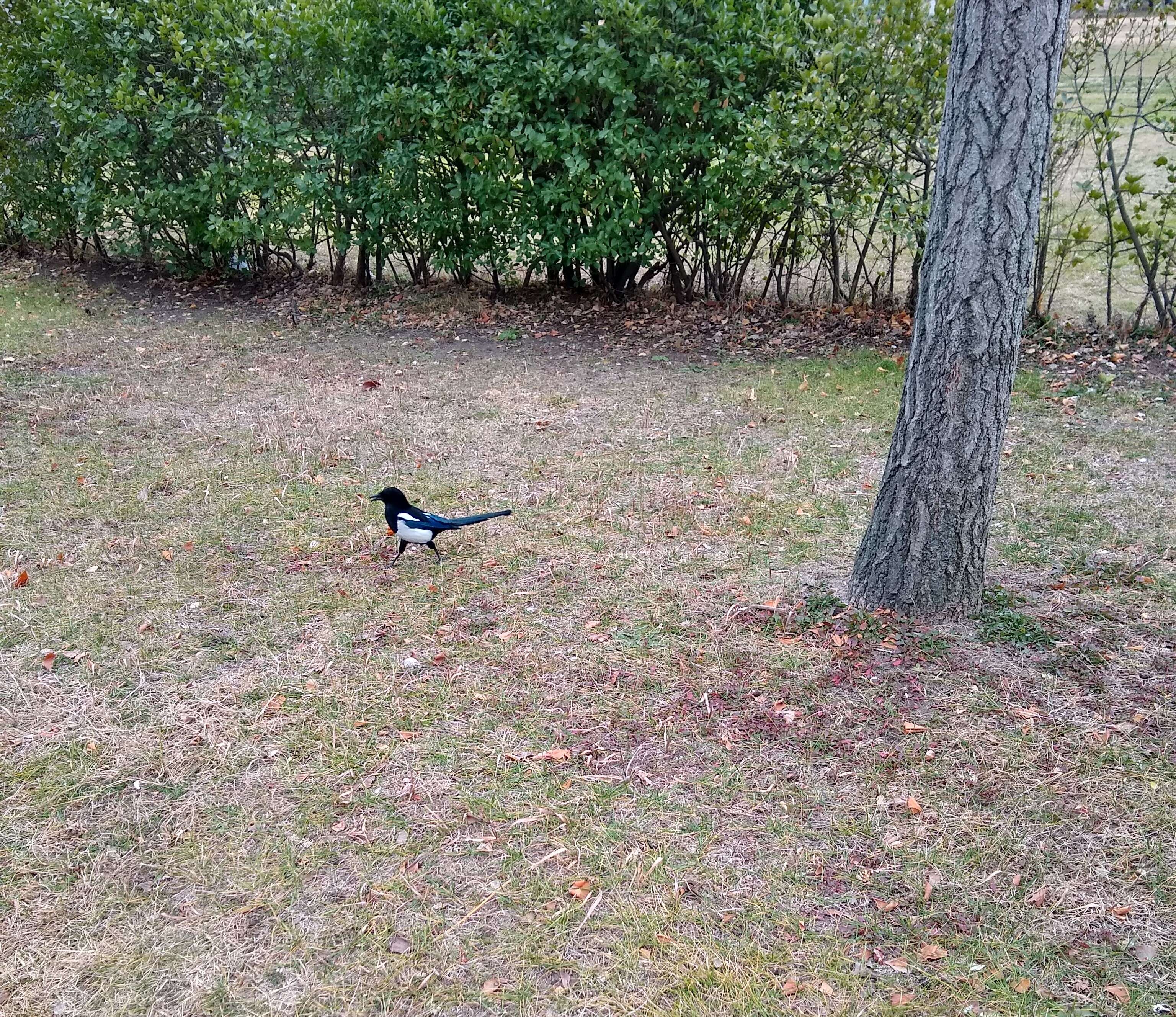 Image of Oriental Magpie