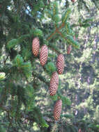 Image of Norway spruce