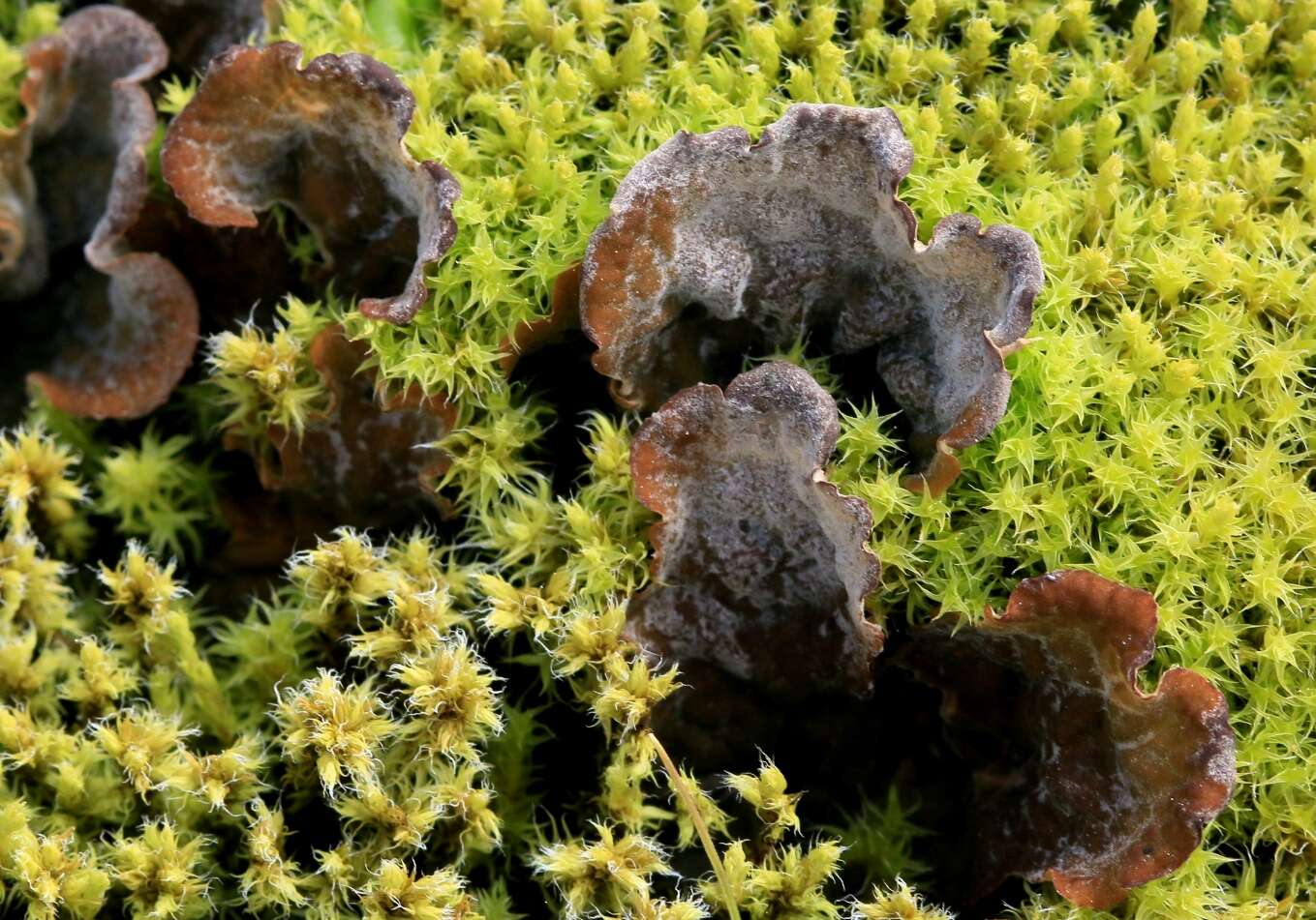 Image of felt lichen