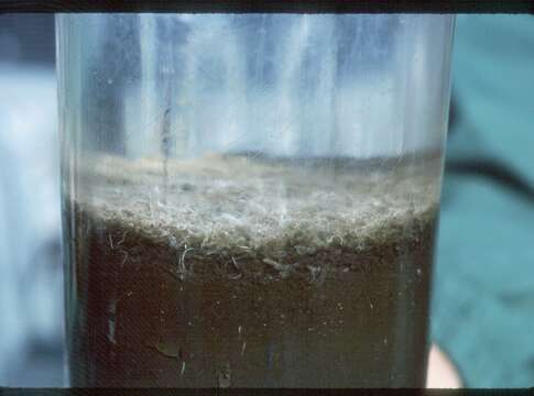 Image of Thioploca