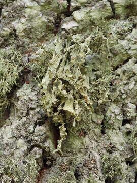 Image of cartilage lichen