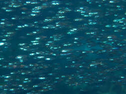 Image of Dusky rabbitfish