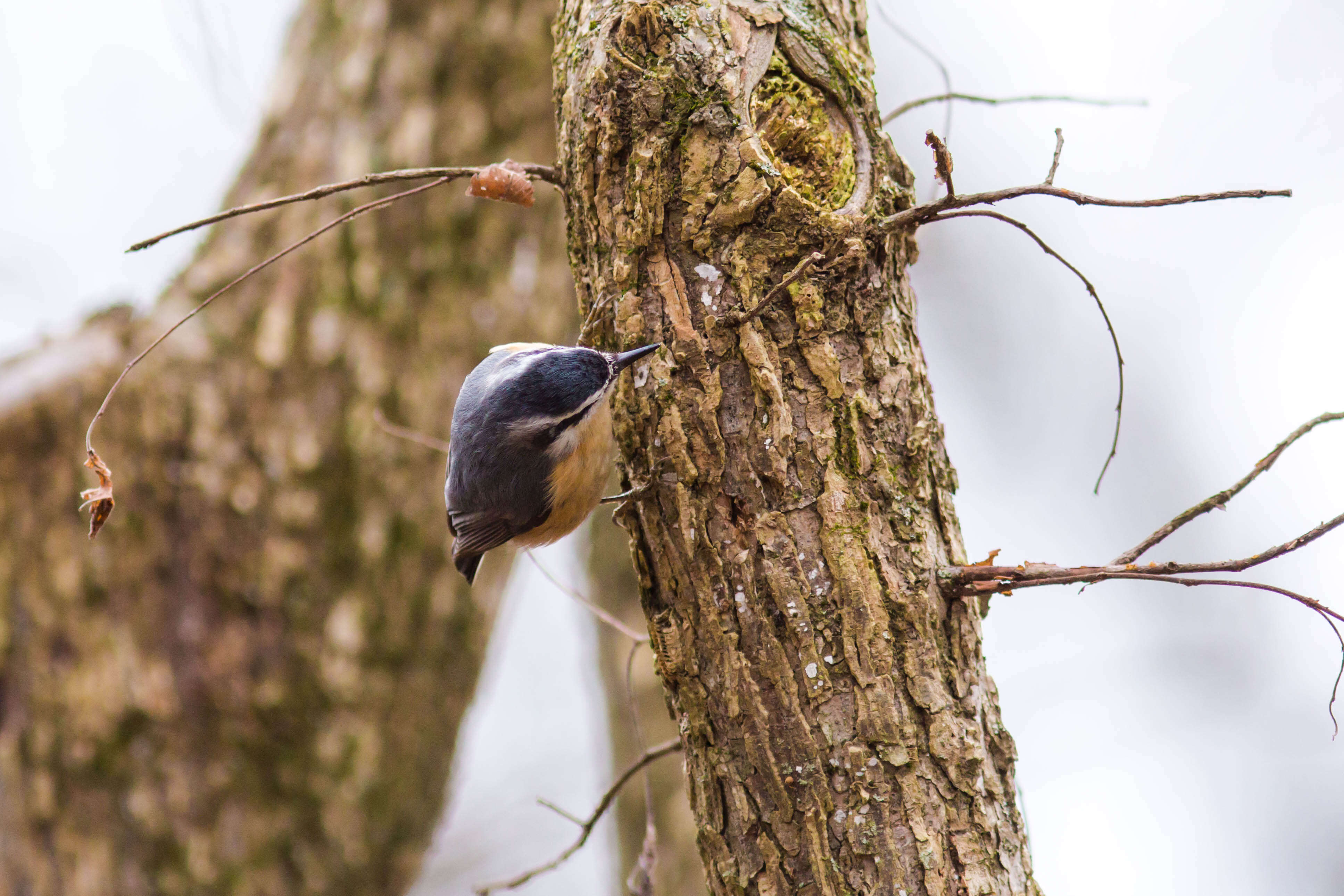 Image of Red-breasted Nuthatch
