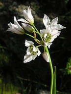 Image of slender false garlic