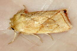 Image of V-lined Quaker Moth