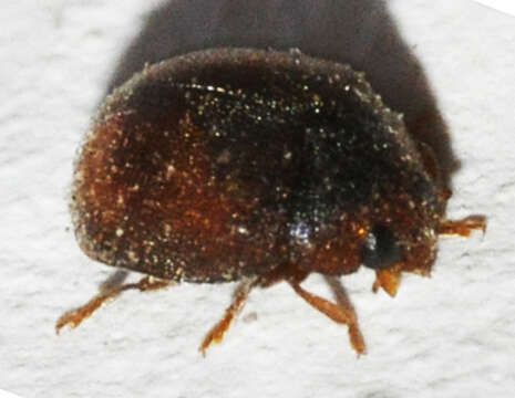 صورة Scymnus abietis