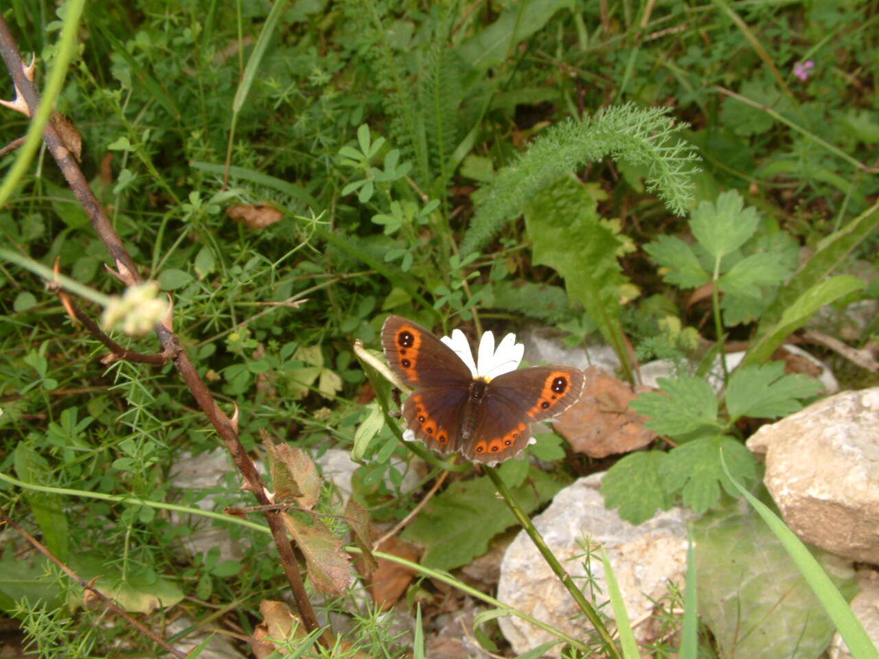 Image of scotch argus