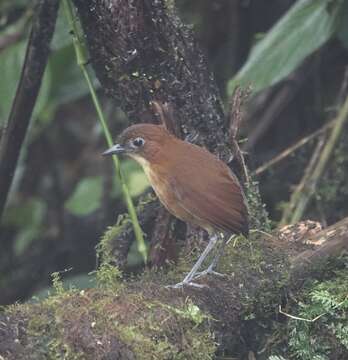 Image of Yellow-breasted Antpitta