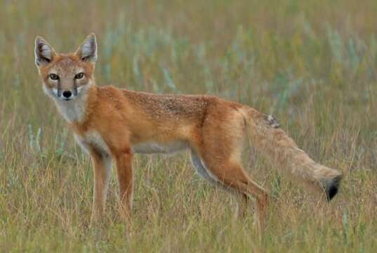 Image of swift fox