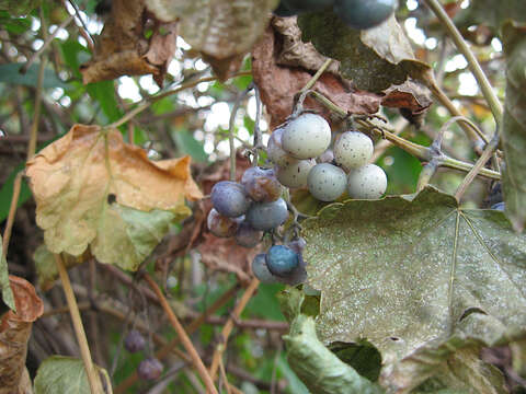 Image of Amur peppervine