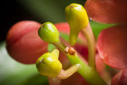 Image of Vanda curvifolia (Lindl.) L. M. Gardiner