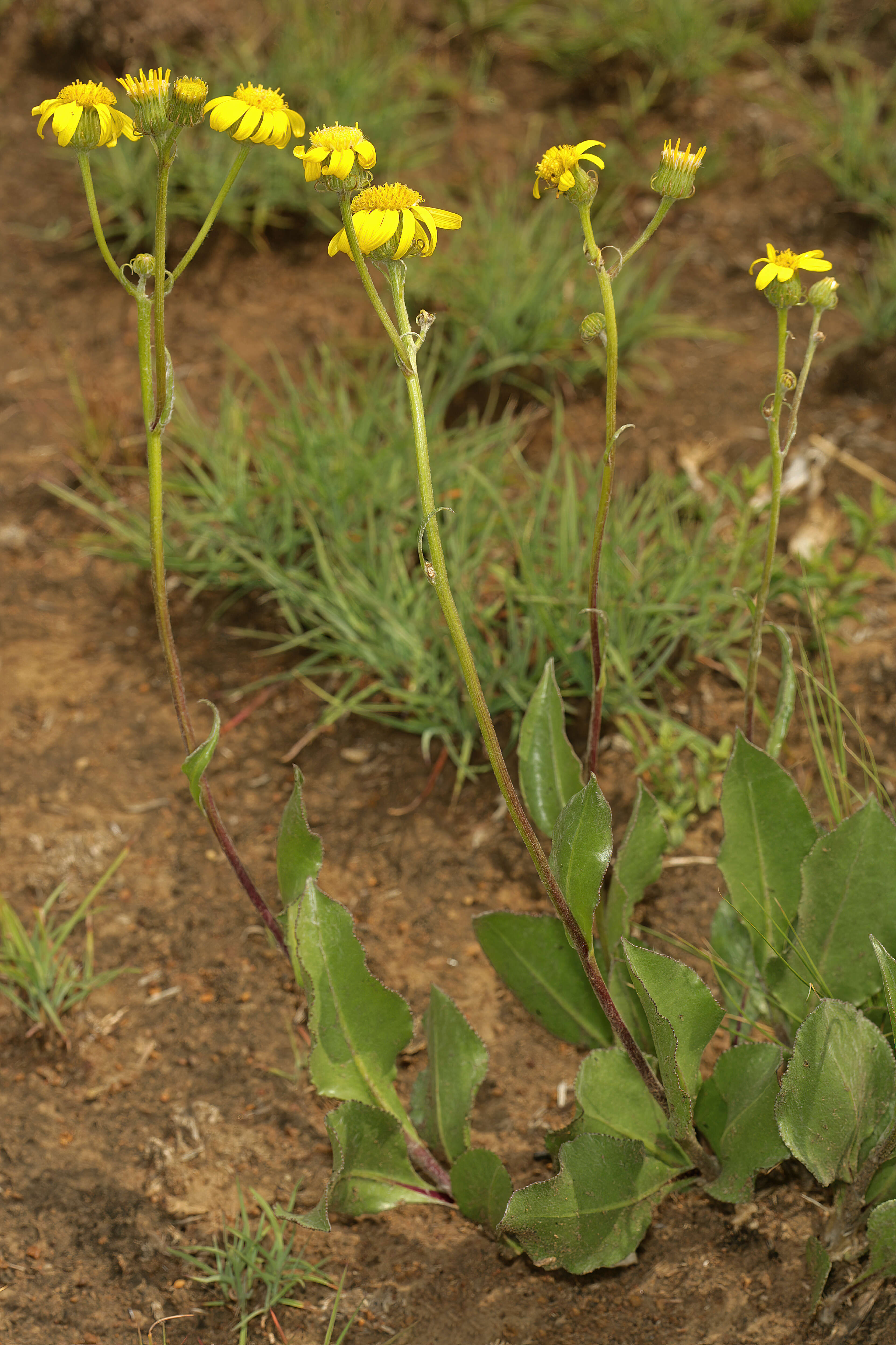 Image of Senecio coronatus (Thunb.) Harv.