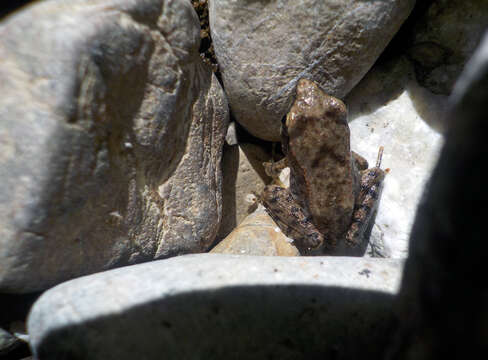 Image of Italian Stream Frog