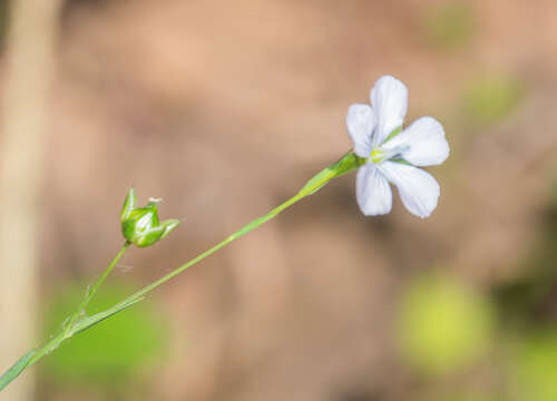 Image of pale flax