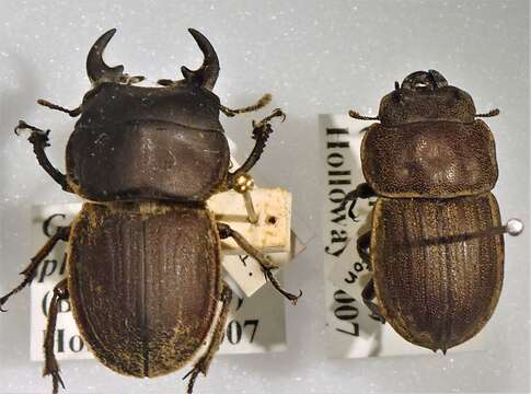 Image of Geodorcus