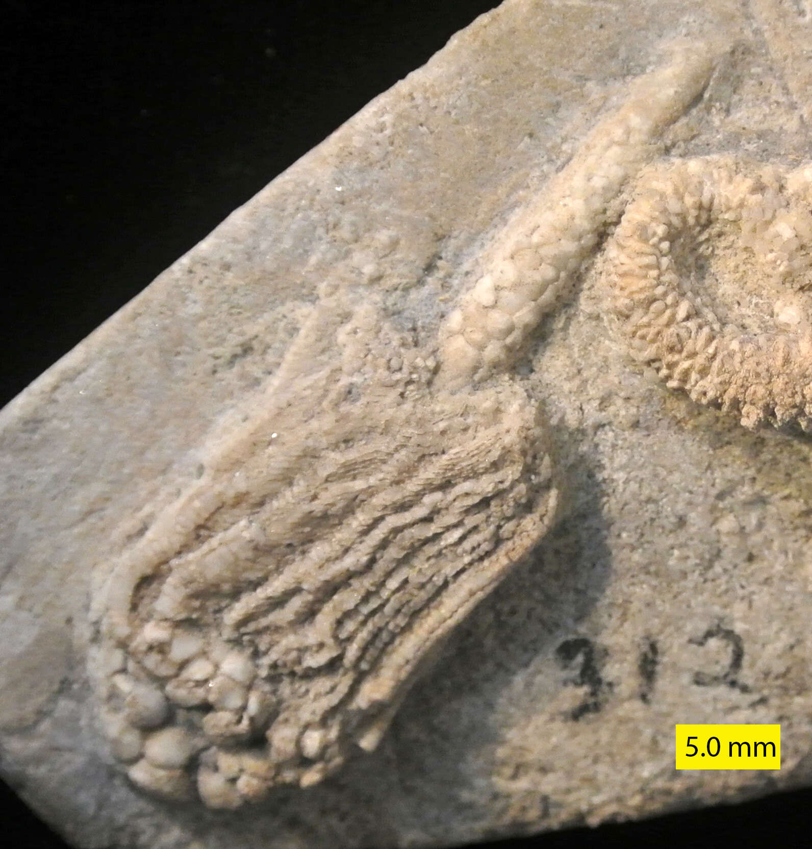 Image of crinoids and relatives