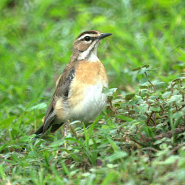 Image of Bearded Scrub Robin