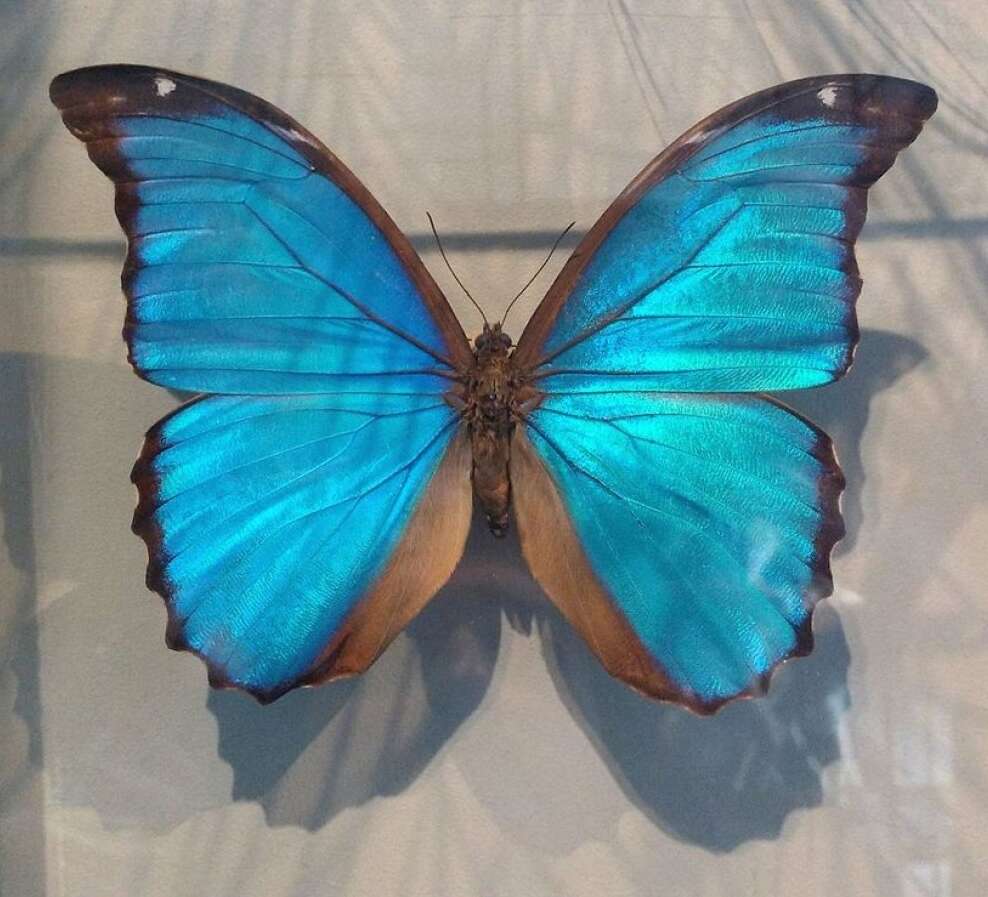 Imagem de Morpho menelaus Linnaeus 1758