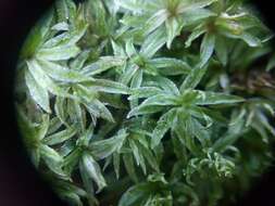 Image of undulate atrichum moss