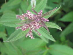 Image of Common Nettle