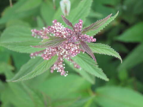 Image of Common Nettle