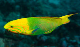 Image of Green moon wrasse