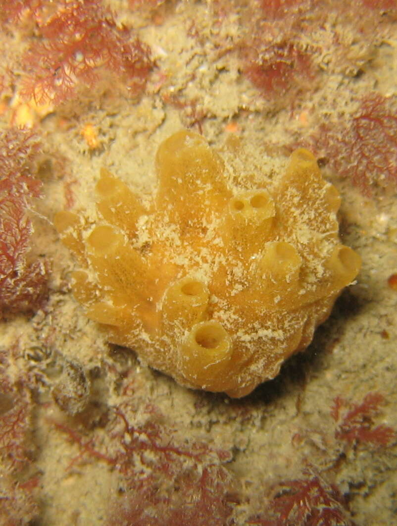 صورة Polymastia boletiformis (Lamarck 1815)