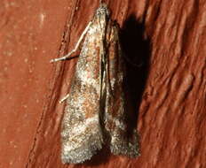 Image of Ephestiodes infimella Ragonot 1887