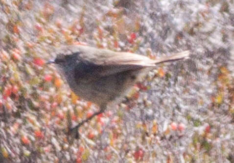 Image of Slender-billed Thornbill