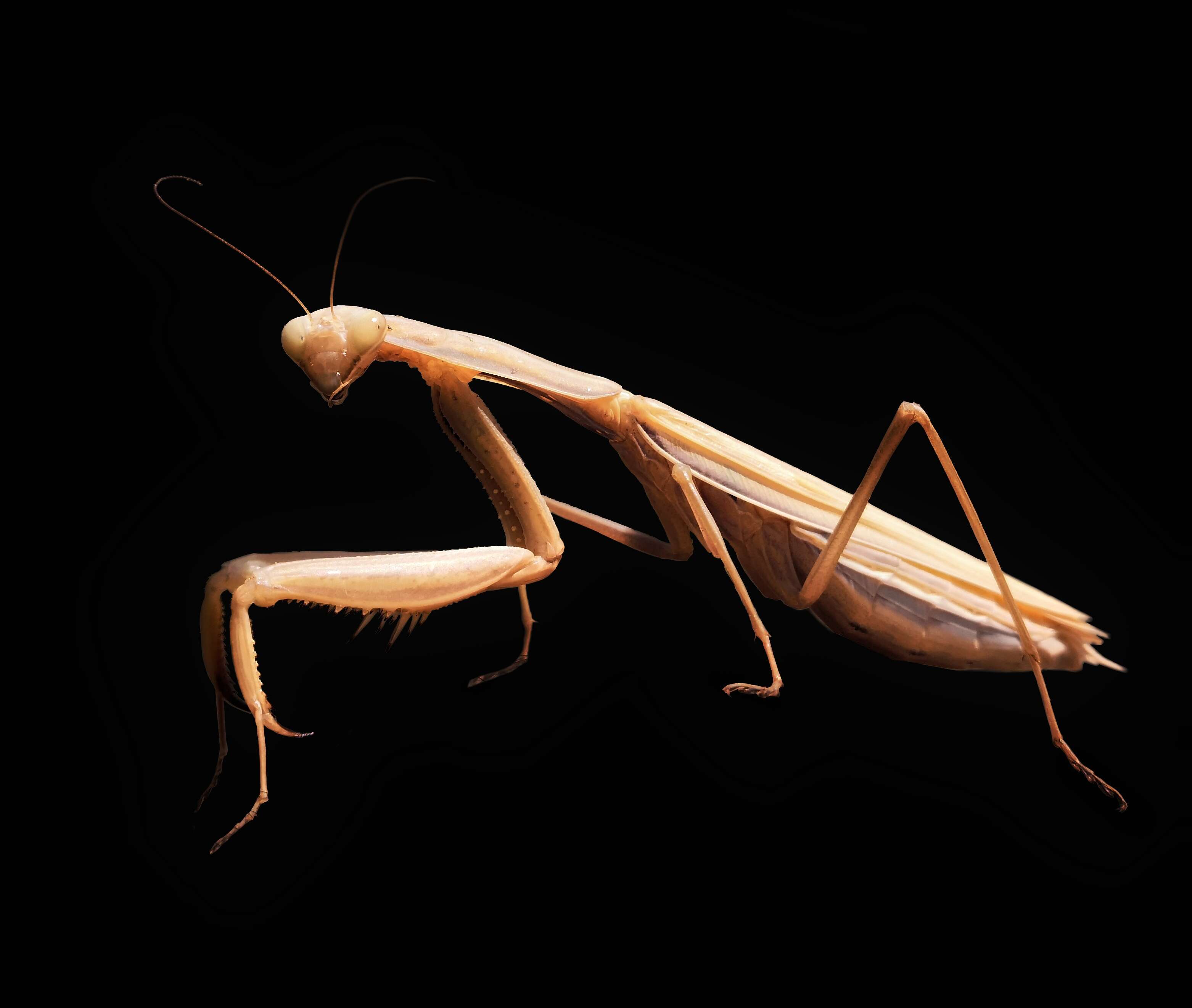 Image of Mantis