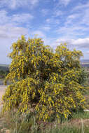 Image of orange wattle