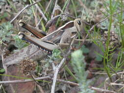 Image of Acanthacris