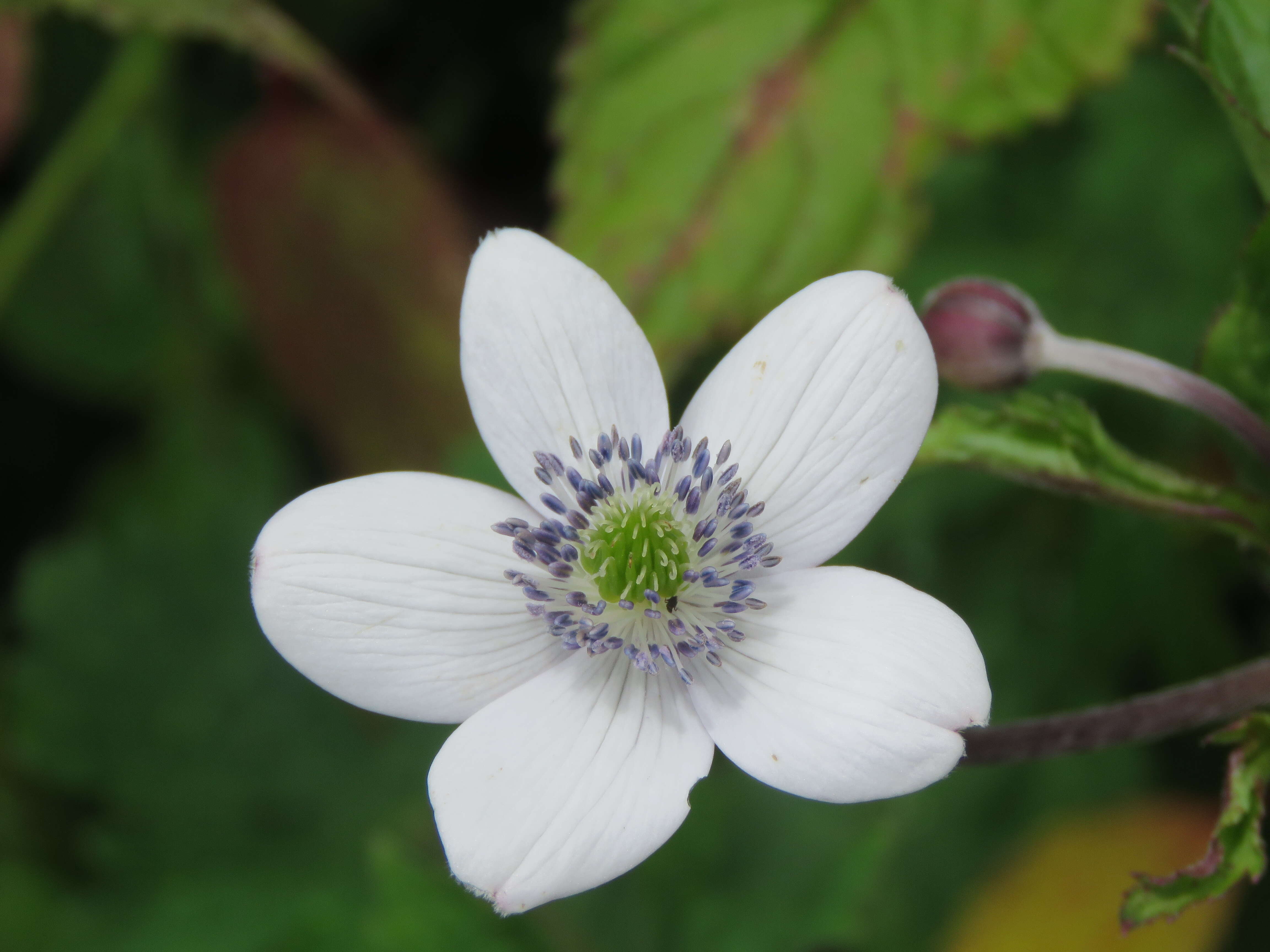 Image de <i>Anemone rivularis</i>