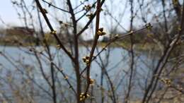 Image of northern spicebush