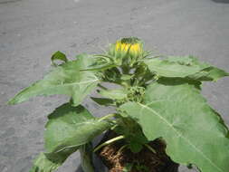 Image of common sunflower