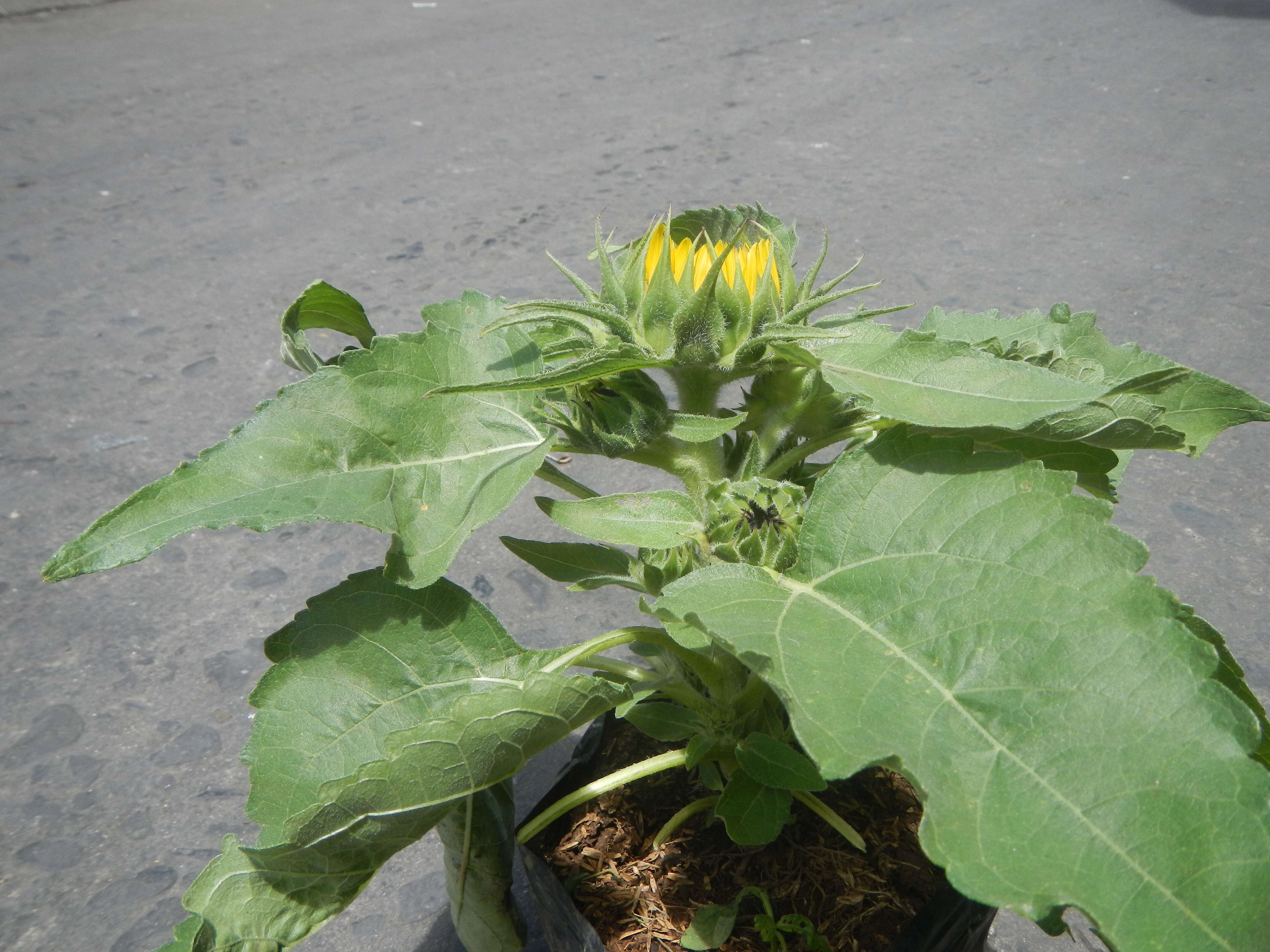 Image of common sunflower