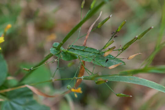 Image of Lactuca muralis