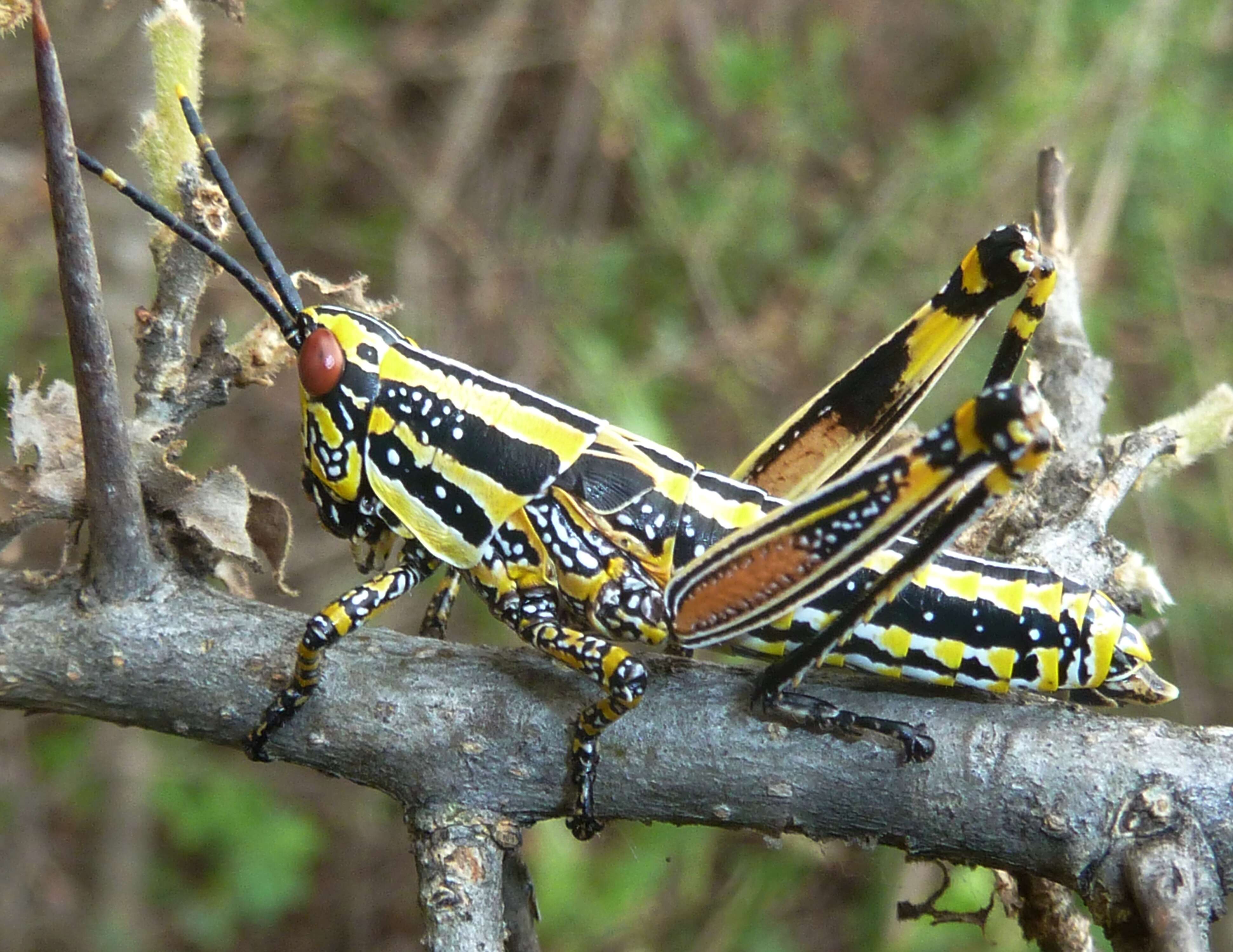 Plancia ëd Zonocerus elegans (Thunberg 1815)