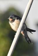 Image of Hirundo Linnaeus 1758