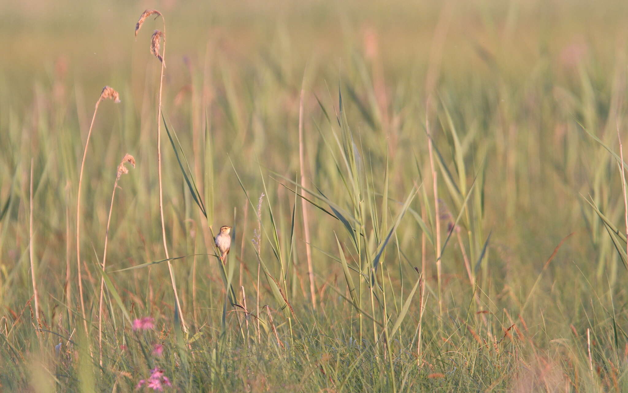 Image of Aquatic Warbler